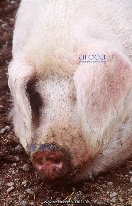 : Gloucester old spot PIG - close-up of head : Gloucester old spot PIG - close-up of head