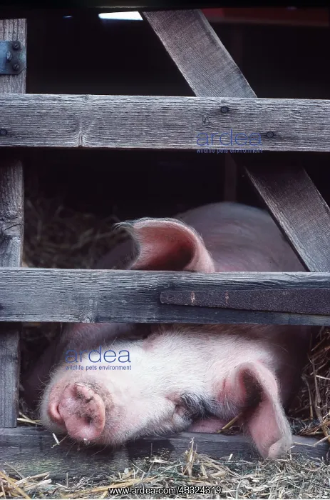 : GLOUCESTER OLD SPOT PIG - head reaching out of sty : GLOUCESTER OLD SPOT PIG - head reaching out of sty
