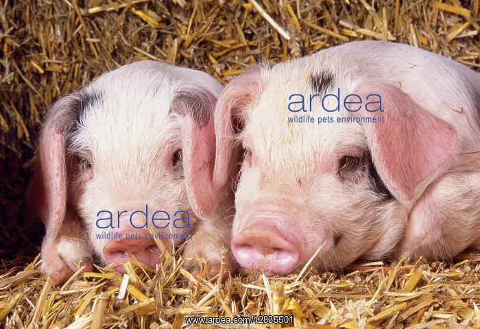 : Gloucester Old Spot Pig - piglets : Gloucester Old Spot Pig - piglets