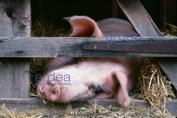 : Gloucester Old Spot Pig - in sty : Gloucester Old Spot Pig - in sty