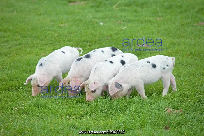 : Four Gloucester Old Spot piglets : Four Gloucester Old Spot piglets