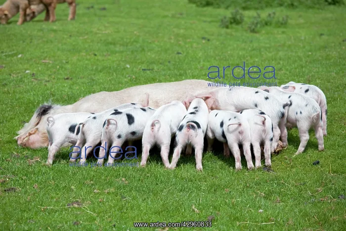 : Gloucester old spot sow and suckling piglets : Gloucester old spot sow and suckling piglets