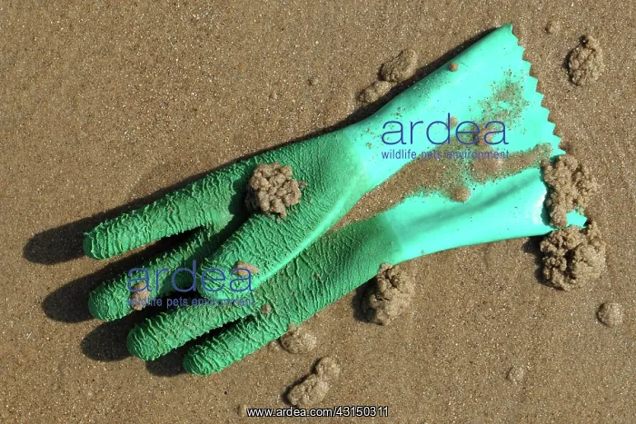 : Glove on the beach, The Netherlands, Zeeland : Glove on the beach, The Netherlands, Zeeland