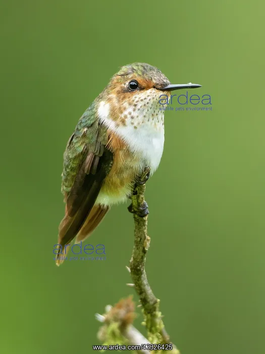 : Glow-throated Hummingbird (Selasphorus ardens) : Glow-throated Hummingbird (Selasphorus ardens)