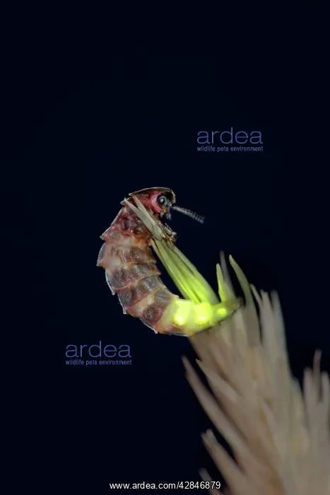 : Glow Worm - female : Glow Worm - female