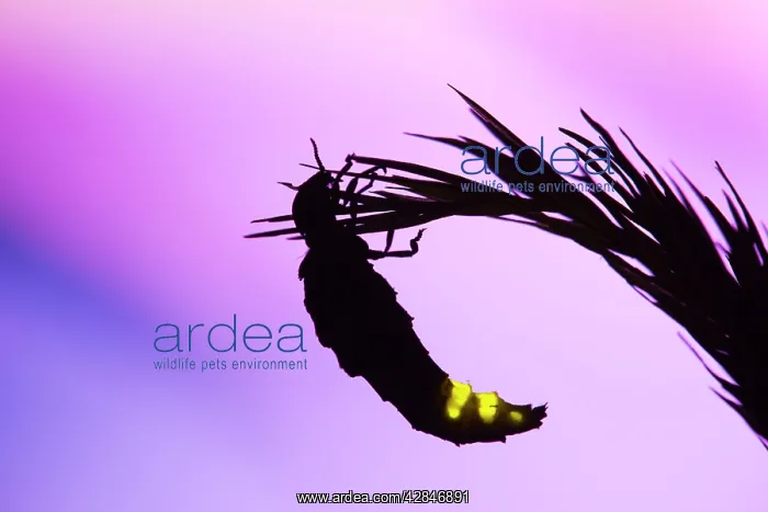 : Glow Worm - female : Glow Worm - female