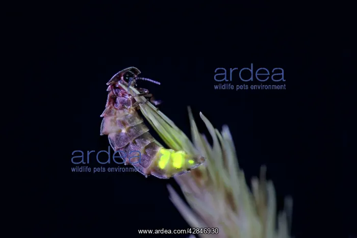 : Glow Worm - female : Glow Worm - female