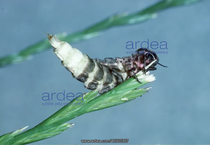 : GLOW WORM - FEMALE : GLOW WORM - FEMALE
