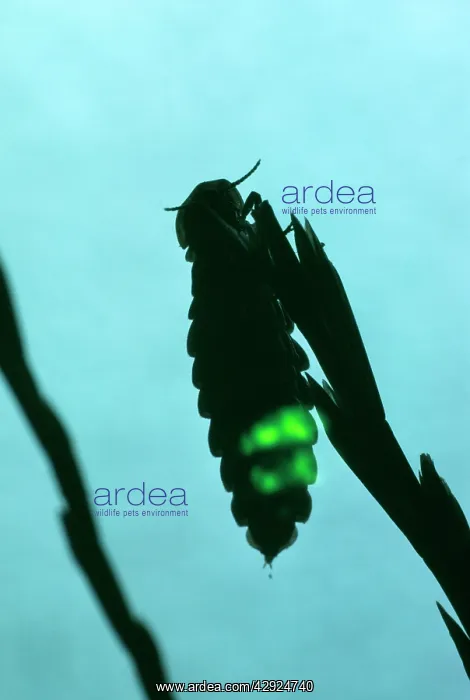 : Glow Worm - female, glowing : Glow Worm - female, glowing