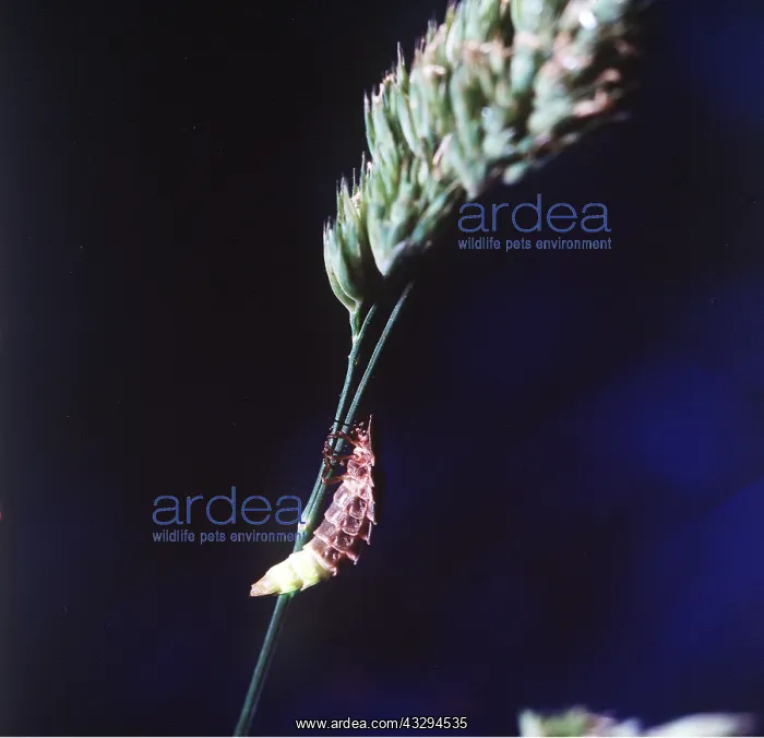 : GLOW WORM - female, glowing : GLOW WORM - female, glowing