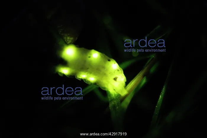  : Glow Worm - female glowing at night