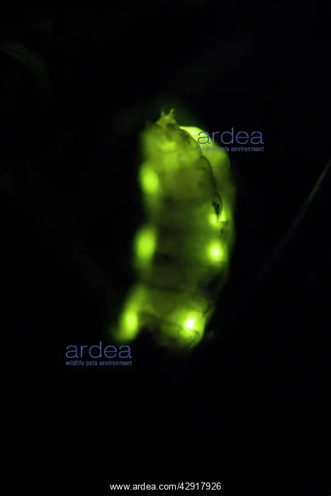  : Glow Worm - female glowing at night