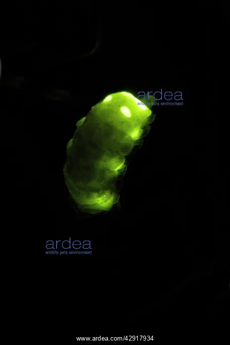  : Glow Worm - female glowing at night