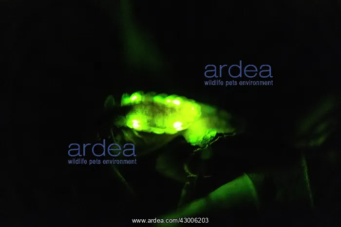  : Glow Worm, female glowing at night, Hessen, Germany