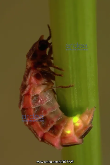: Glow Worm / Firefly - Female : Glow Worm / Firefly - Female