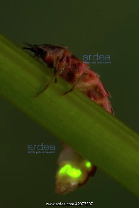 : Glow Worm / Firefly - Female : Glow Worm / Firefly - Female