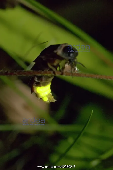 : Glow Worm - Firefly - Female on grass in the night : Glow Worm - Firefly - Female on grass in the night