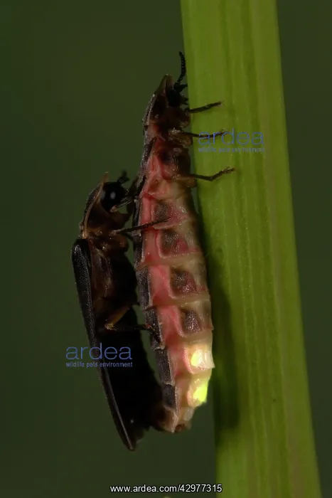 : Glow Worm / Firefly - pair mating : Glow Worm / Firefly - pair mating