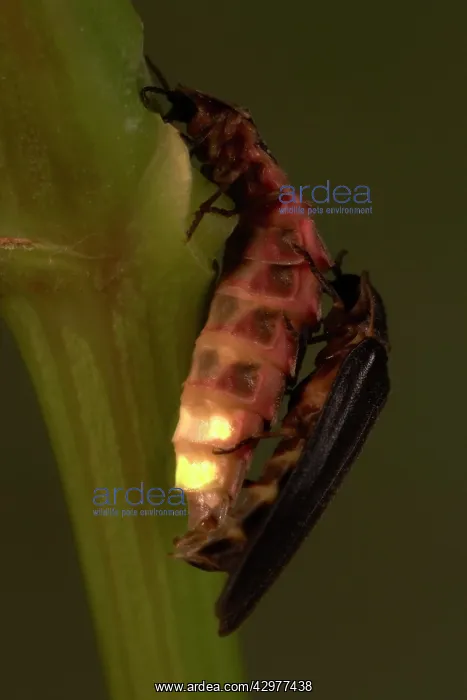 : Glow Worm / Firefly - pair mating : Glow Worm / Firefly - pair mating