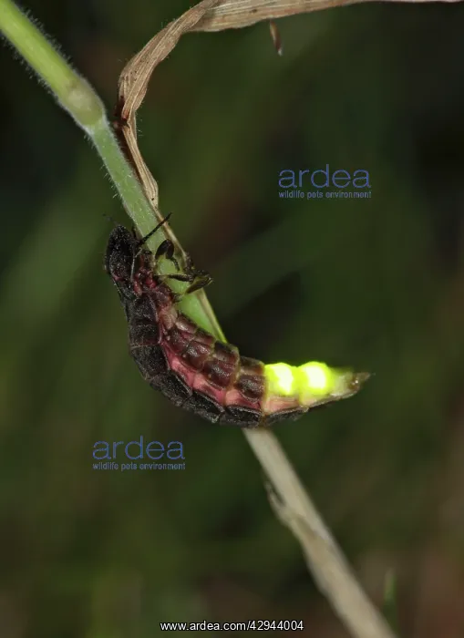  : Glow Worm - glowing