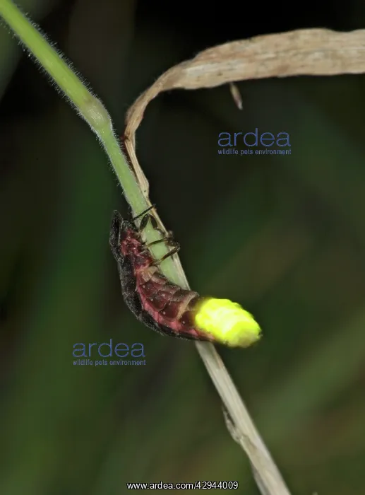 : Glow Worm - glowing : Glow Worm - glowing
