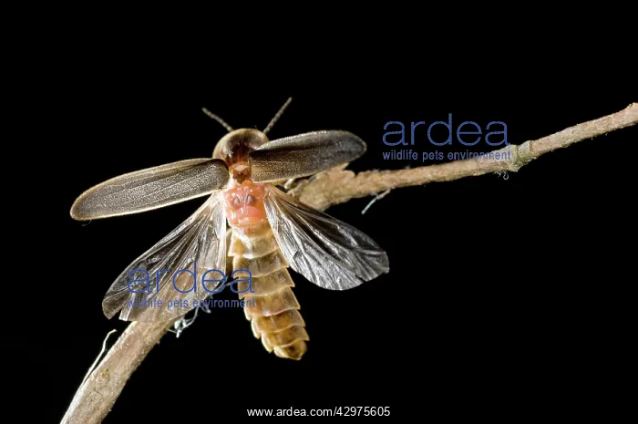 : Glow Worm - male : Glow Worm - male