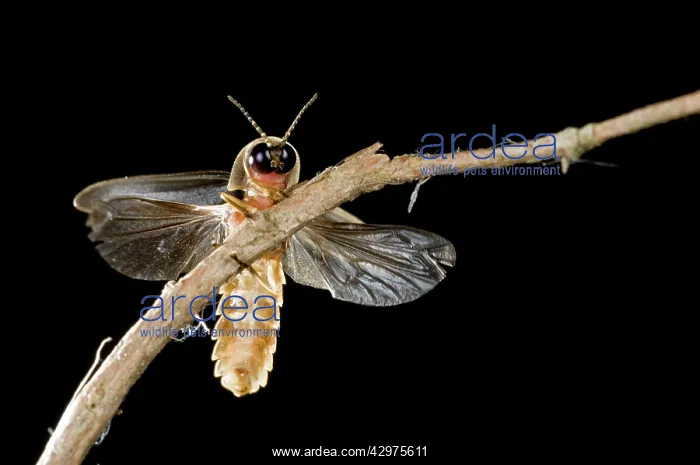 : Glow Worm - male : Glow Worm - male
