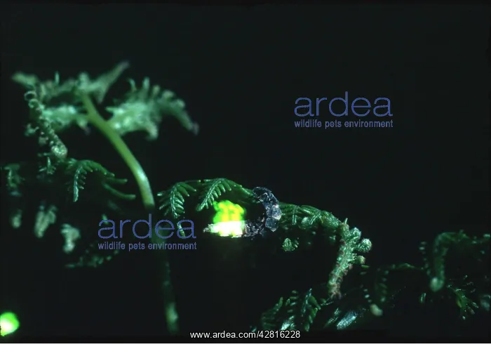 : GLOW WORM AT NIGHT : GLOW WORM AT NIGHT