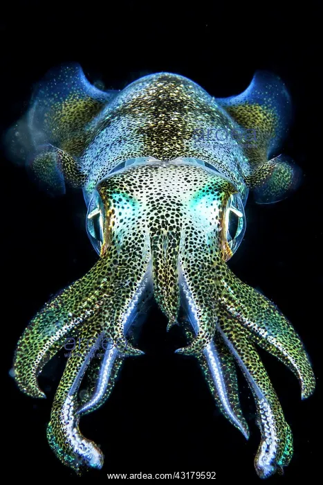 : Glowing Caribbean reef squid (Sepioteuthis sepioidea) : Glowing Caribbean reef squid (Sepioteuthis sepioidea)