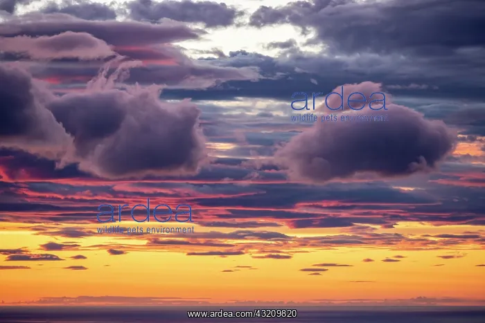 : Glowing evening sky, evening glow, dramatic evening : Glowing evening sky, evening glow, dramatic evening