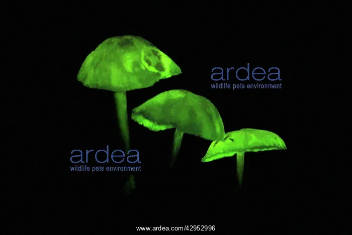 : Glowing Mushrooms : Glowing Mushrooms