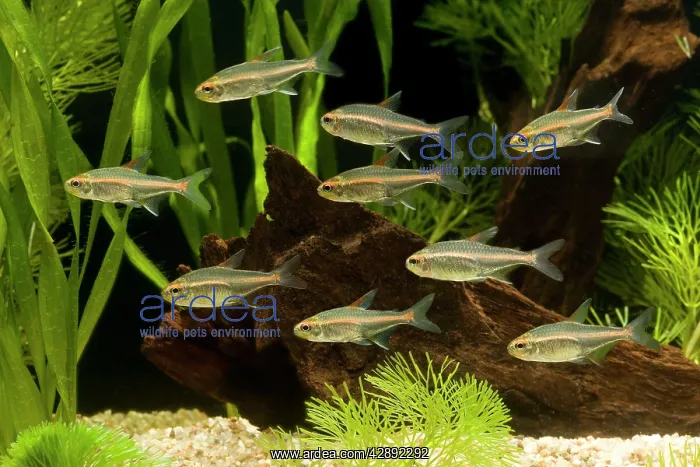 : Glowlight Tetra : Glowlight Tetra