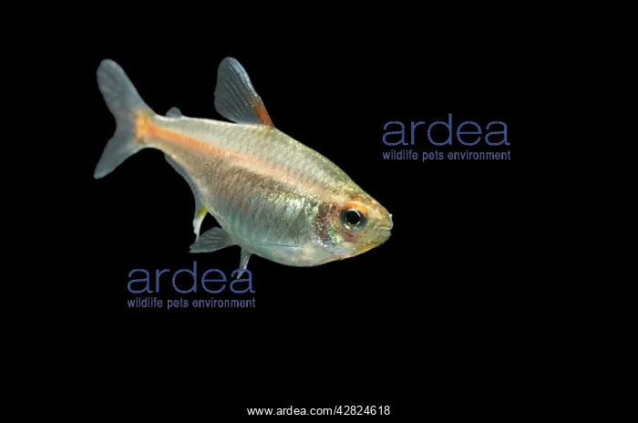 : Glowlight Tetra FISH : Glowlight Tetra FISH