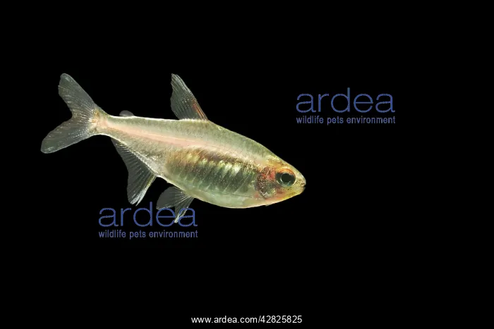 : Glowlight Tetra Fish : Glowlight Tetra Fish