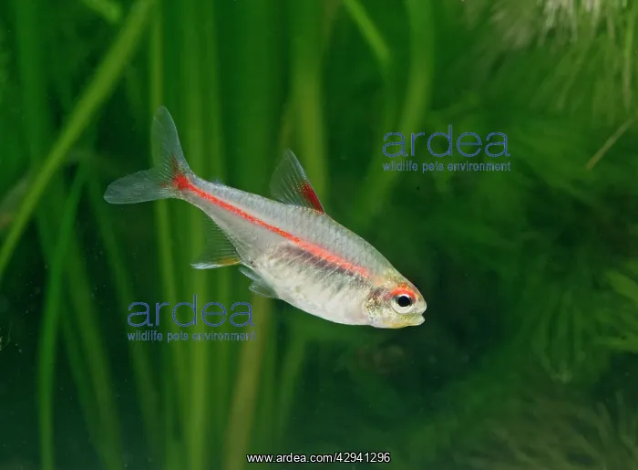 : Glowlight tetra - side view, tropical freshwater : Glowlight tetra - side view, tropical freshwater