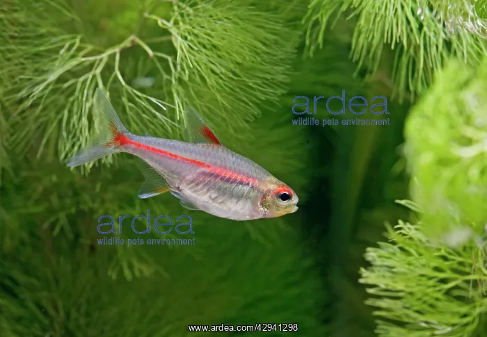 : Glowlight tetra - side view, tropical freshwater : Glowlight tetra - side view, tropical freshwater