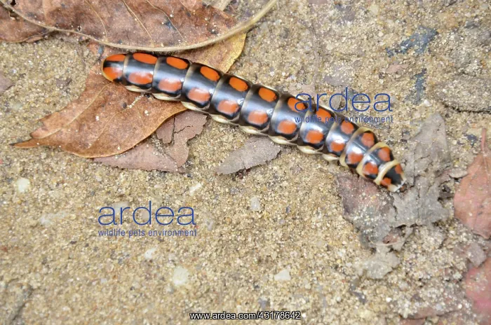 : Glowworm, or Railroad Worm : Glowworm, or Railroad Worm