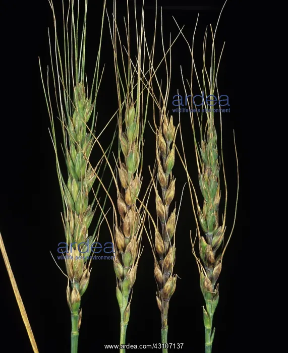 : Glume blotch on ears of wheat : Glume blotch on ears of wheat