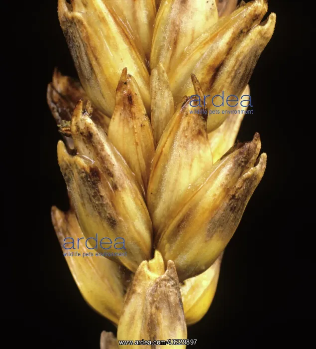 : Glume Blotch (Septoria nodorum) on Wheat : Glume Blotch (Septoria nodorum) on Wheat