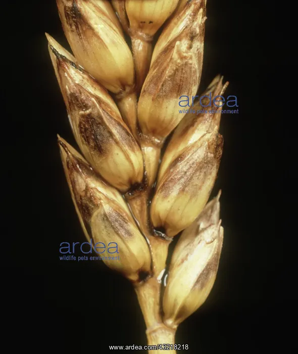 : Glume Blotch on Wheat : Glume Blotch on Wheat
