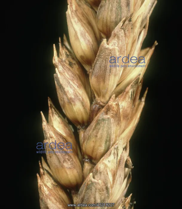 : Glume blotch on wheat : Glume blotch on wheat