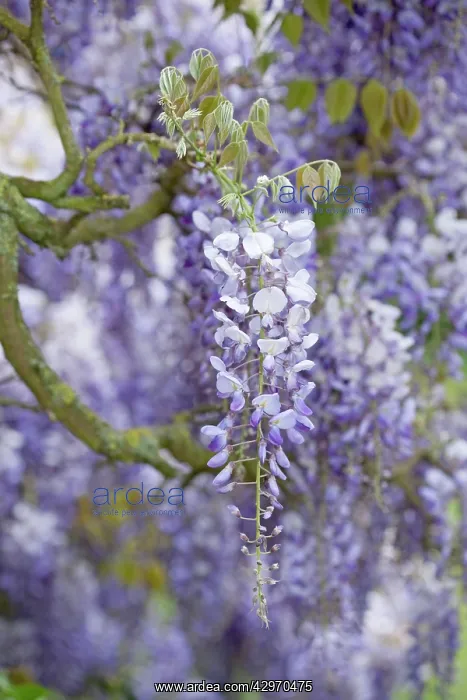 : Glycine - flowering : Glycine - flowering