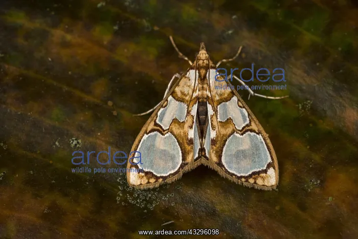 : (Glyphodes cf. grandisalis) Crambidae, Spilomelinae : (Glyphodes cf. grandisalis) Crambidae, Spilomelinae