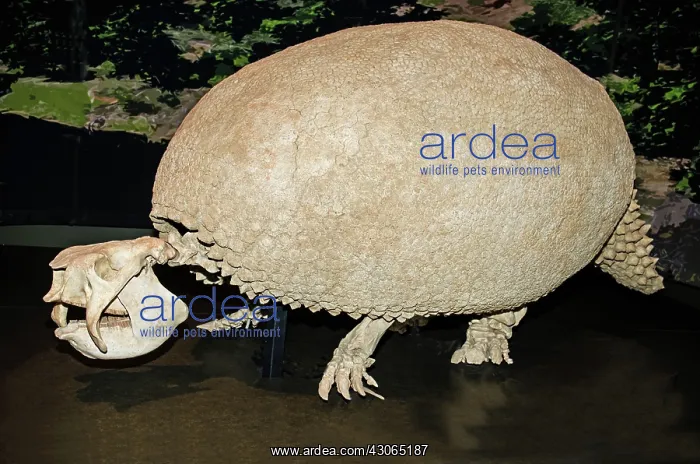 : Glyptodon (Glyptodon tidae) : Glyptodon (Glyptodon tidae)