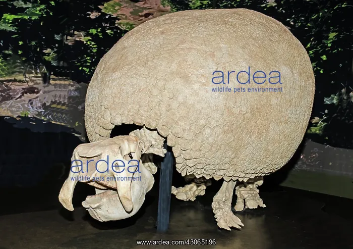  : Glyptodon (Glyptodon tidae)
