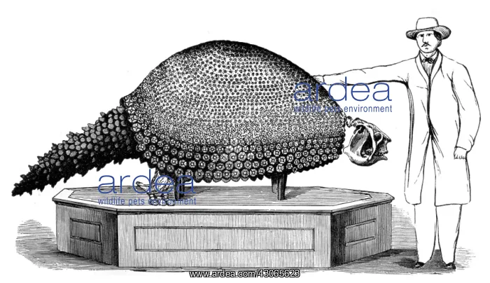 : Glyptodon, Cenozoic Mammal : Glyptodon, Cenozoic Mammal