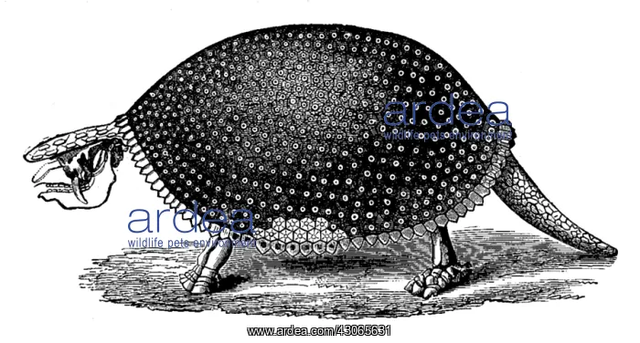 : Glyptodon, Cenozoic Mammal : Glyptodon, Cenozoic Mammal