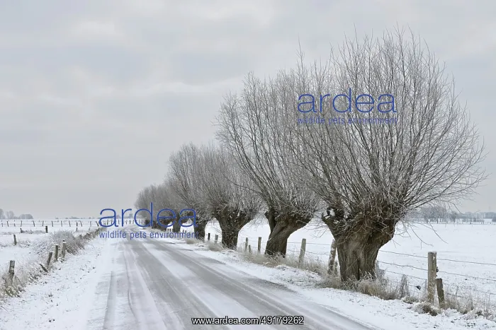 : Gnarled old pollarded trees, pollarded willows (Salix sp) : Gnarled old pollarded trees, pollarded willows (Salix sp)