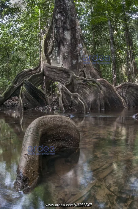 : The gnarly roots of a corkwood tree (Pterocarpu : The gnarly roots of a corkwood tree (Pterocarpu