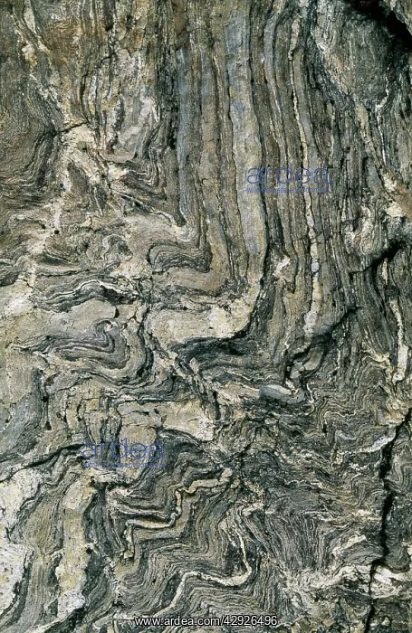  : GNEISS. Metamorphic Rock, Venezuela, Merida Andes, alt. 4700m
